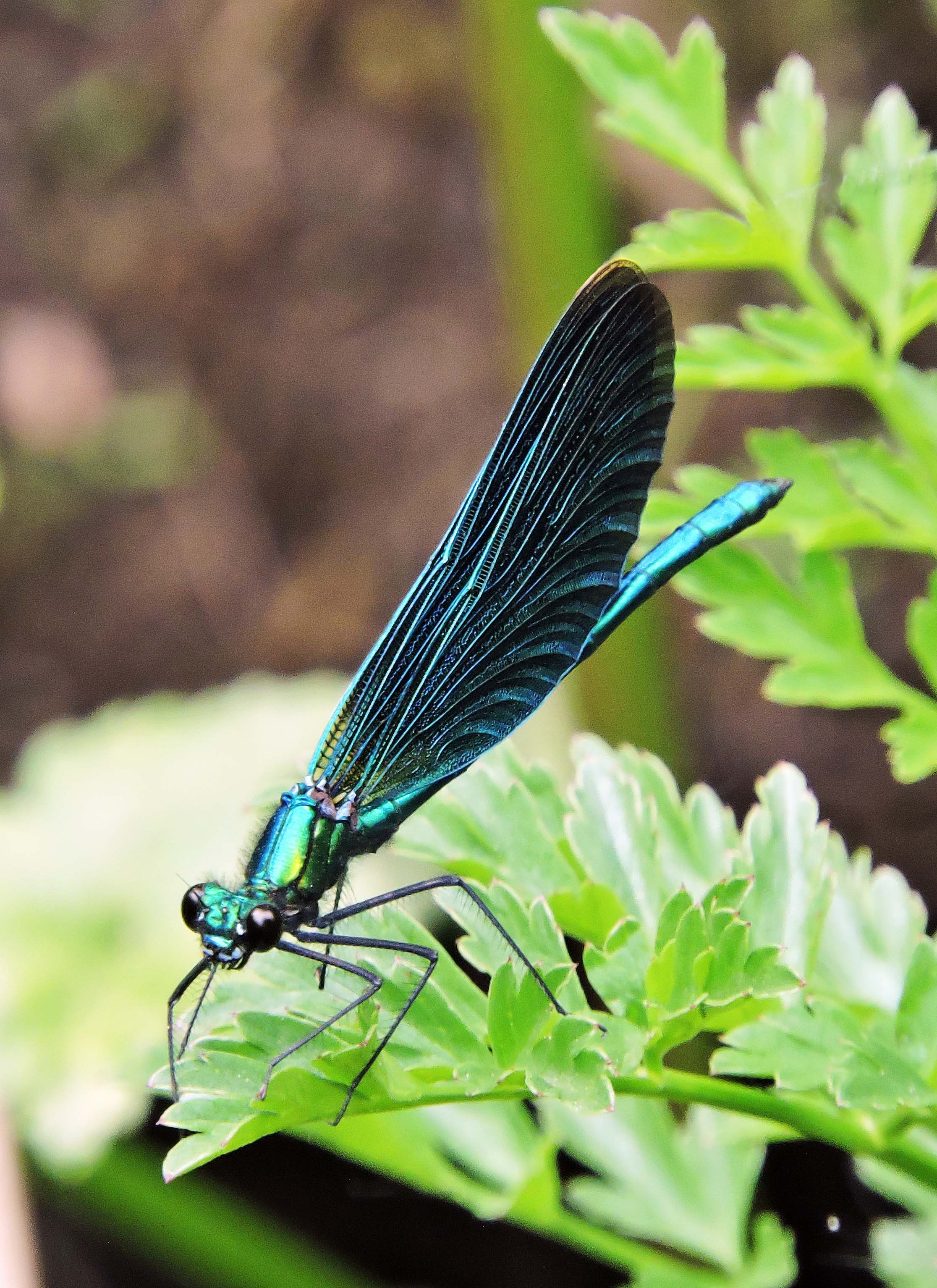 BLUE DAMSEL FLY Bill Bagley Photography